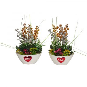 Lovely star plant